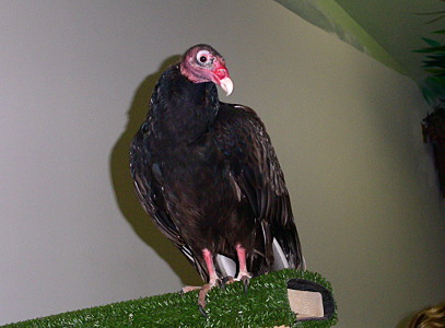 [Turkey vulture sitting on perch.]